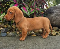 Rex, a male Dachshund for sale in Nappanee, IN – 3 of 9