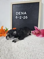 Dena, a female Miniature Schnauzer for sale in Nappanee, IN – 5 of 10