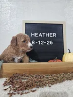 Heather, a female Miniature Goldendoodle for sale in Nappanee, IN – 7 of 10