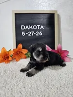 Dakota, a male Miniature Schnauzer for sale in Nappanee, IN – 4 of 10