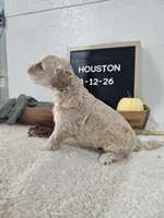 Houston, a male Miniature Goldendoodle for sale in Nappanee, IN – 6 of 8
