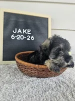 Jake, a male Miniature Schnauzer for sale in Nappanee, IN – 6 of 10