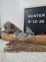 Hunter, a male Miniature Goldendoodle for sale in Nappanee, IN – 7 of 9