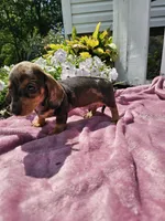 Hunter, a male Miniature Dachshund for sale in Nappanee, IN – 2 of 9