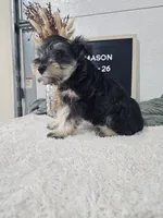 Mason, a male Miniature Schnauzer for sale in Nappanee, IN – 4 of 10