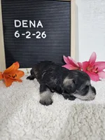 Dena, a female Miniature Schnauzer for sale in Nappanee, IN – 4 of 10