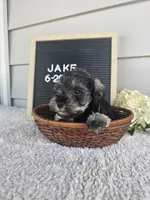 Jake, a male Miniature Schnauzer for sale in Nappanee, IN – 10 of 10