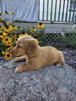 Pumpkin, a male Miniature Dachshund for sale in Nappanee, IN – 2 of 10
