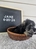 Jake, a male Miniature Schnauzer for sale in Nappanee, IN – 2 of 10