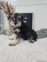 Mason, a male Miniature Schnauzer for sale in Nappanee, IN – 8 of 10