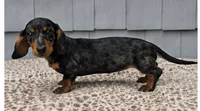 Mia , a female Dachshund for sale in Nappanee, IN – 9 of 9