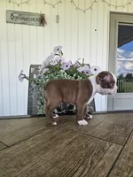 Alfie, a male Boston Terrier for sale in Nappanee, IN – 2 of 10