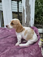 Barney, a male Miniature Dachshund for sale in Nappanee, IN – 6 of 7