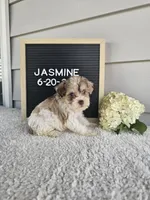 Jasmine, a female Miniature Schnauzer for sale in Nappanee, IN – 6 of 10