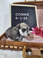 Connie, a female Miniature Schnauzer for sale in Nappanee, IN – 7 of 9
