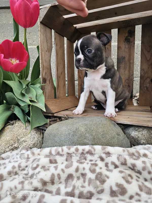 Amber – Boston Terrier puppy for sale in Nappanee, IN