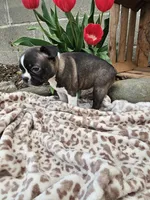 Amber, a female Boston Terrier for sale in Nappanee, IN – Photo 3 of 8