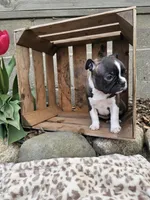 Amber, a female Boston Terrier for sale in Nappanee, IN – Photo 8 of 8