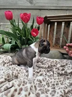 Amber, a female Boston Terrier for sale in Nappanee, IN – Photo 4 of 8