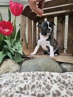 Amber, a female Boston Terrier for sale in Nappanee, IN – Photo 7 of 8