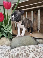 Amber, a female Boston Terrier for sale in Nappanee, IN – Photo 5 of 8