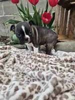 Amber, a female Boston Terrier for sale in Nappanee, IN – Photo 2 of 8