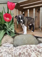 Amber, a female Boston Terrier for sale in Nappanee, IN – Photo 6 of 8