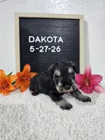 Dakota, a male Miniature Schnauzer for sale in Nappanee, IN – 8 of 10