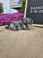 Sandi, a female Miniature Schnauzer for sale in Nappanee, IN – 5 of 8
