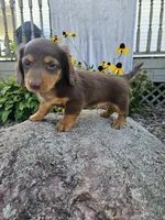 Ginger, a male Miniature Dachshund for sale in Nappanee, IN – 6 of 8