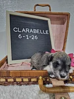 Clarabelle, a female Miniature Schnauzer for sale in Nappanee, IN – 5 of 10