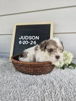 Judson, a male Miniature Schnauzer for sale in Nappanee, IN – 6 of 9