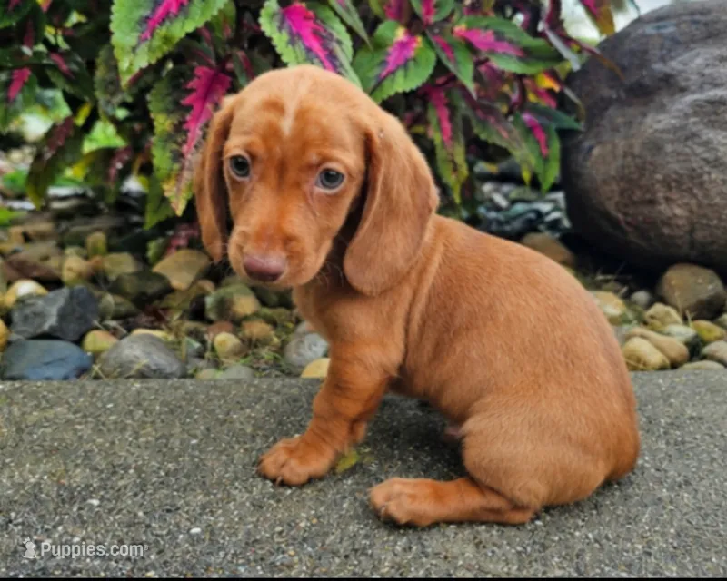 Rex – Dachshund puppy for sale in Nappanee, IN