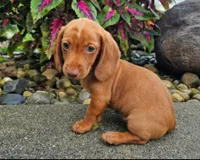 Rex, a male Dachshund for sale in Nappanee, IN – 1 of 9