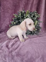 Bruno, a male Dachshund for sale in Nappanee, IN – Photo 5 of 6