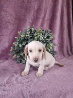 Bruno, a male Dachshund for sale in Nappanee, IN – Photo 1 of 6