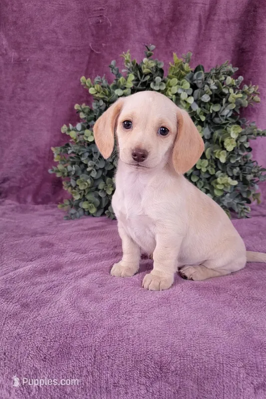 Bruno – Dachshund puppy for sale in Nappanee, IN