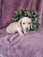 Bruno, a male Dachshund for sale in Nappanee, IN – Photo 6 of 6