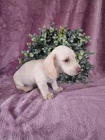 Bruno, a male Dachshund for sale in Nappanee, IN – Photo 4 of 6