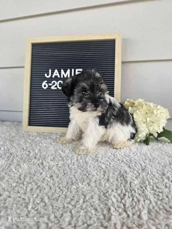 Jamie – Miniature Schnauzer puppy for sale in Nappanee, IN
