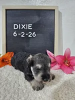 Dixie, a female Miniature Schnauzer for sale in Nappanee, IN – 10 of 10