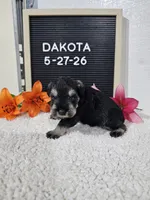 Dakota, a male Miniature Schnauzer for sale in Nappanee, IN – 10 of 10