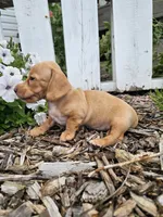 Roxy, a male Miniature Dachshund for sale in Nappanee, IN – 4 of 4