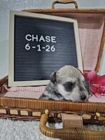 Chase, a male Miniature Schnauzer for sale in Nappanee, IN – 9 of 10