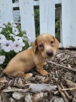 Roxy, a male Miniature Dachshund for sale in Nappanee, IN – 3 of 4