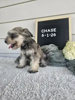 Chase, a male Miniature Schnauzer for sale in Nappanee, IN – 4 of 7