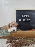 Hazel, a female Miniature Goldendoodle for sale in Nappanee, IN – 9 of 10