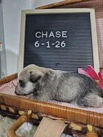 Chase, a male Miniature Schnauzer for sale in Nappanee, IN – 4 of 10