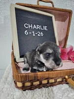 Charlie, a male Miniature Schnauzer for sale in Nappanee, IN – 4 of 10