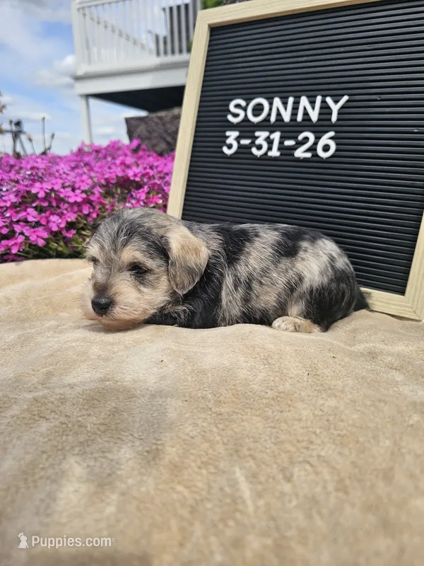 Sunny – Miniature Schnauzer puppy for sale in Nappanee, IN